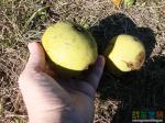  Пока Юра гадал яблоко это или груша, я опытным путём установила, что это орех!