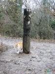  Нас встречает местный жрец - Солнечный кот)