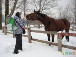 Усадебная лошадка приветствует питерских геокешеров Ryzhaya 