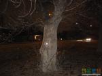Тайниковое дерево ночью
