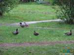 Вот такие утки пасутся в парке...
