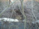 Гнездо, уютно свитое на уже упавшем дереве