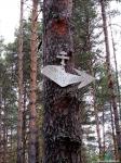  Указатель направления к церкви в Илкодино установлен на дереве.