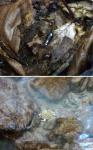 Скорпион - охранник тайника и лягушка, спрятавшаяся в прозрачной воде)