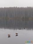  Балашихинские утки настолько суровы, что ходят пешком по озеру