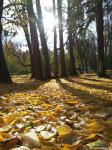 Листья поблекнуть ещё не успели, жёлты и свежи лежат - как ковёр!