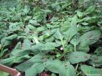 Лизихитон камчатский - ядовитое растение!