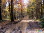 Красивый осенний лес, но лесная дорога грязновата и мокровата ;)