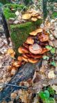  Волшебные грибы