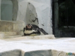 Пингвин выглядит плохо(