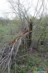 Сломанное тайниковое дерево