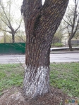 Микрик перезаложен в развилке этого дерева через дорогу от берёзы