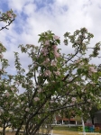 Весна...так цветут деревья у ШУМа