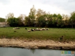 Овцы-барашки-коровки пасутся
