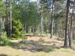 Елеоновский лес