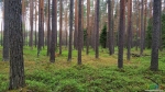 Сосновый лес 