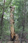 Тайниковое дерево