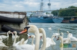 Лебеди в порту