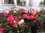 Чудесные розы у фонтана &quot;Каменный цветок&quot;