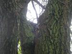 ...тайник на дереве-шибко замаскированный