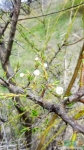 Абрикосовые цветы