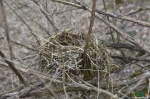 гнездо