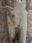 Очень эротичное дерево около нулевого родника