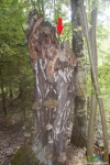 Фото остатка дерева с тайником