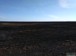 Выгоревшее поле за аэродромом