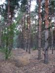 Сосновые лесопосадки