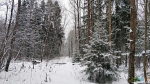 Зимний сказочный лес