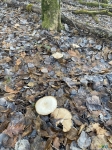 Январские грибочки