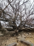 дерево у колодца Карагёз