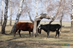 Коровий массажный салон