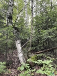 Нужное дерево, вид со стороны тайника, стоим лицом к входу (см фото №1)