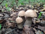 Серые грибы. В лесу вообще много грибов, но собирать их было некогда
