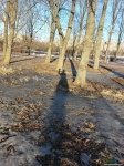Нужное дерево и моя тень )))
