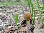 Сморчки - первый весенний гриб