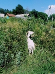 Встретила козу в селе