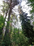 Между этими деревьями сошли в лес. 