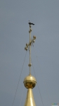 Голубь на кресте Софийского собора
