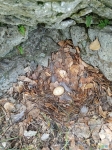 Гнездо тетёрки - где хозяйка и почему одно яйцо?