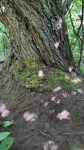 Дерево обкопано)) Найдена пустая ямка