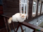 Охранный кот