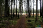 Дорожка через лес