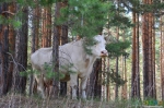 Саяногорская БОРная корова