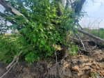 Фото тайника, контейнер в корнях под геокамушком
