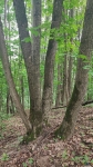 Кешеносное дерево 
