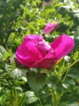 Роза морщинистая