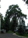 Дерево во дворе церкви